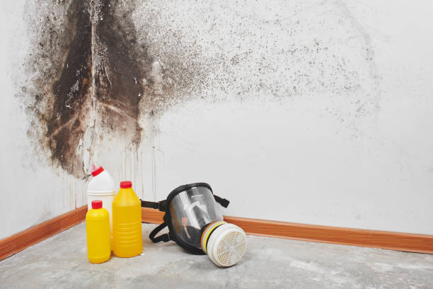 Best Home Mold Removal  in Burlington, WA