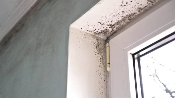 Best Mold Removal Near Me  in Burlington, WA