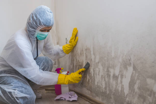 Best Same-Day Mold Removal  in Burlington, WA