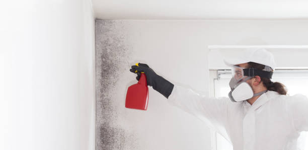 Best Affordable Mold Removal  in Burlington, WA