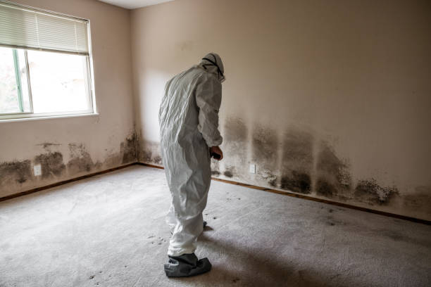 Best Residential Mold Removal  in Burlington, WA